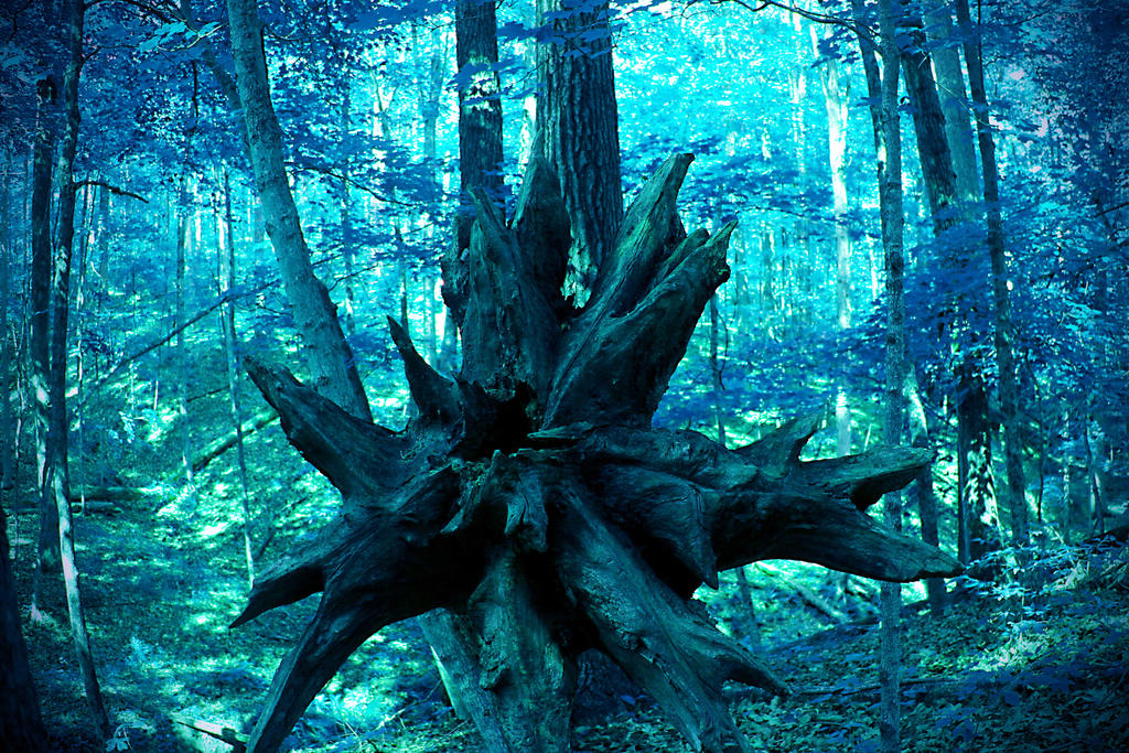 Star Shaped Tree by Spade87 on DeviantArt