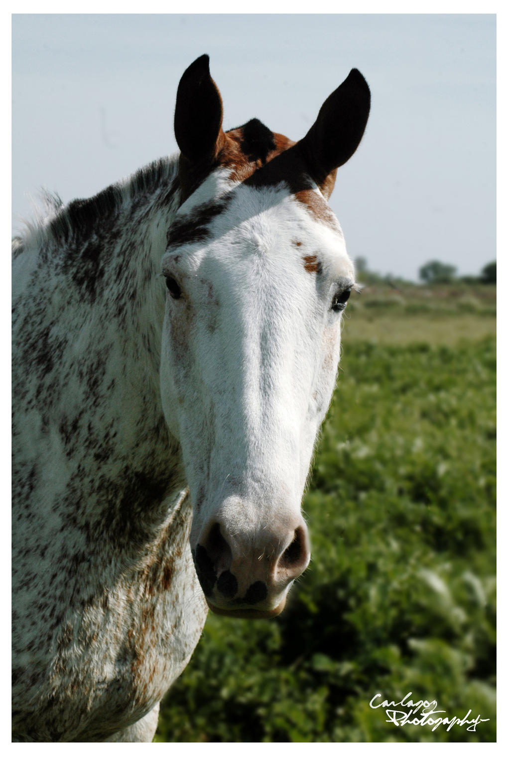 overo horse by carlagoz on DeviantArt