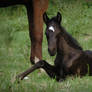 Black foal