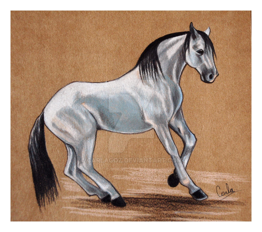 Lusitano