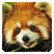 Red Panda Icon