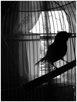 canary cage