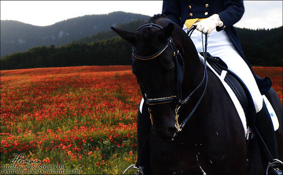 Poppies