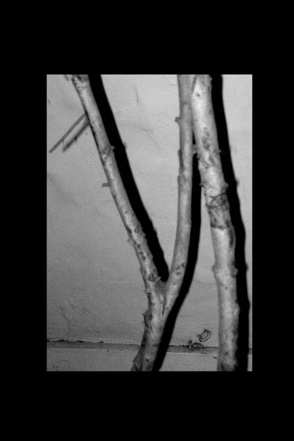 Sunless Plant COLORLESS by cat-wanttofly on DeviantArt