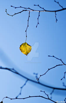 last leaf standing