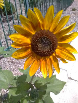 Sunflower