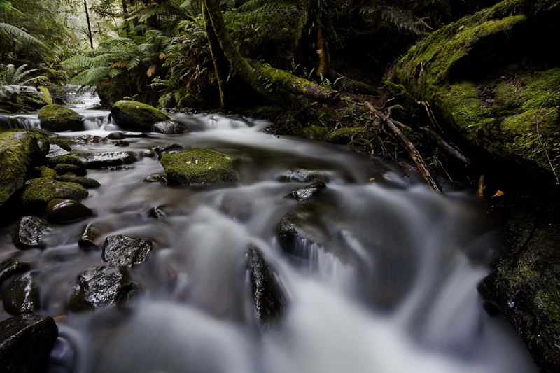 Mt. Field National Park IV