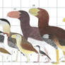 Terror Birds Size Chart