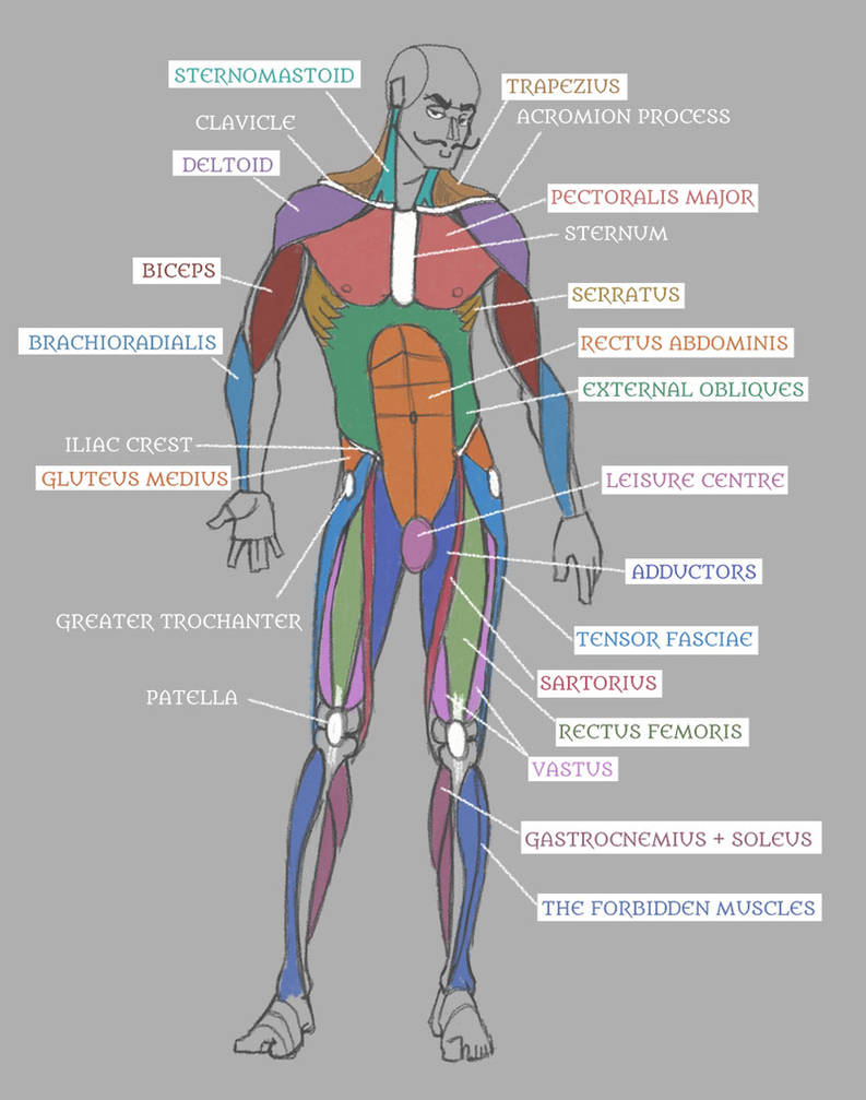 Human Anatomy: Muscles with Labels! by Pseudolonewolf on DeviantArt Biology Diagrams