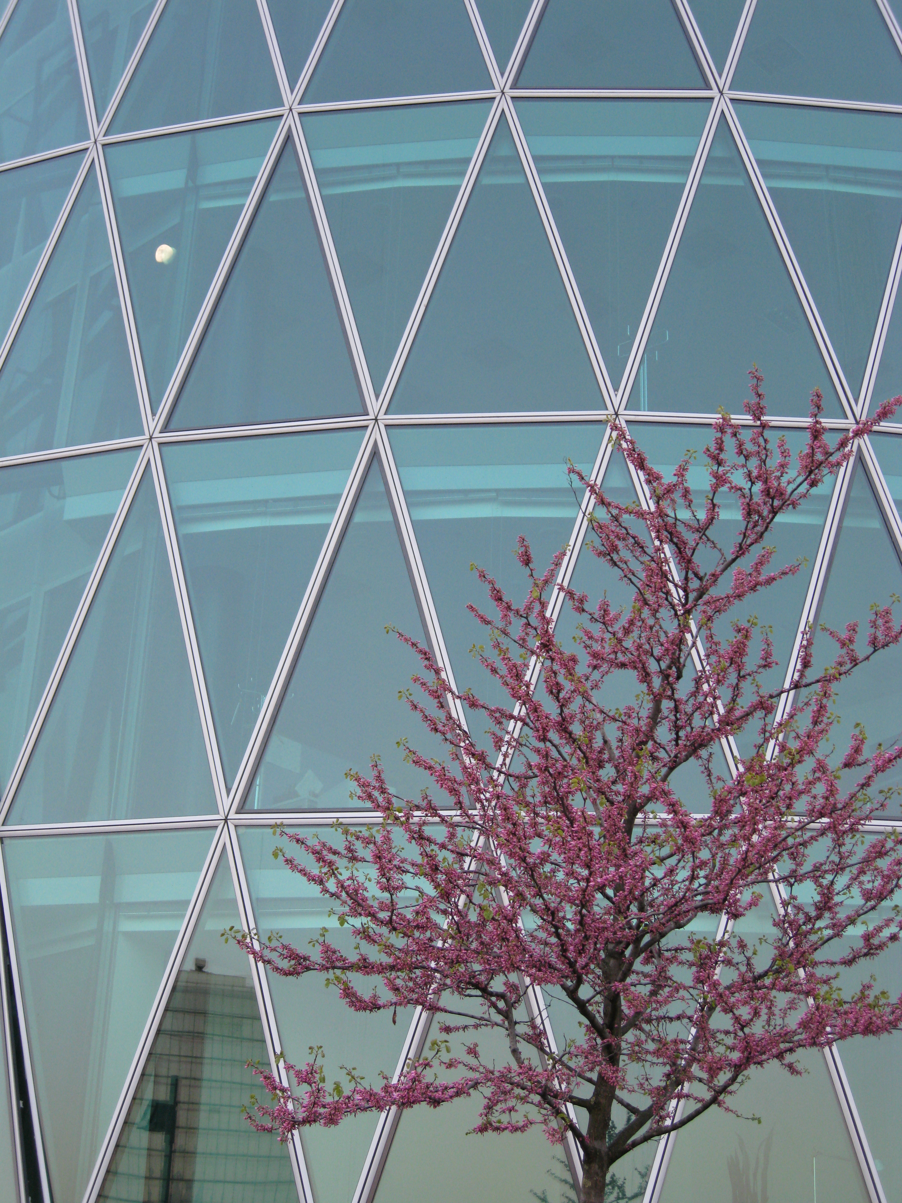 The Moon, flowers and glas