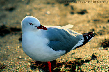 Seagull