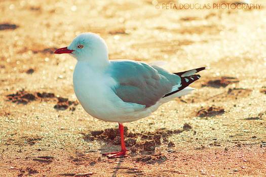 Beach Dweller