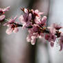 Blossoms III