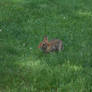 Wild Rabbit 2