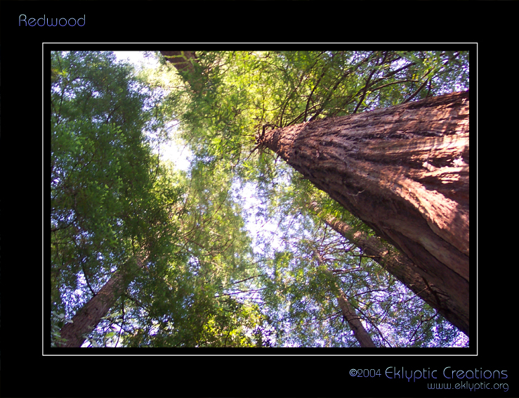 Redwood