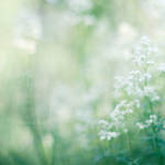 .in the morning fog II by Wineberry