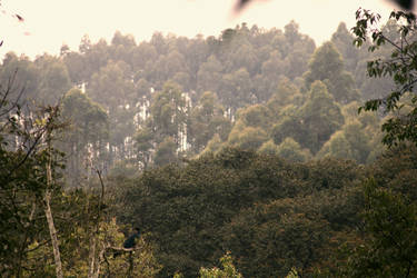 Over Forest and Rain