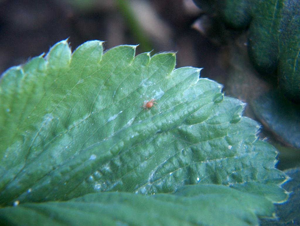 Spider on leaves