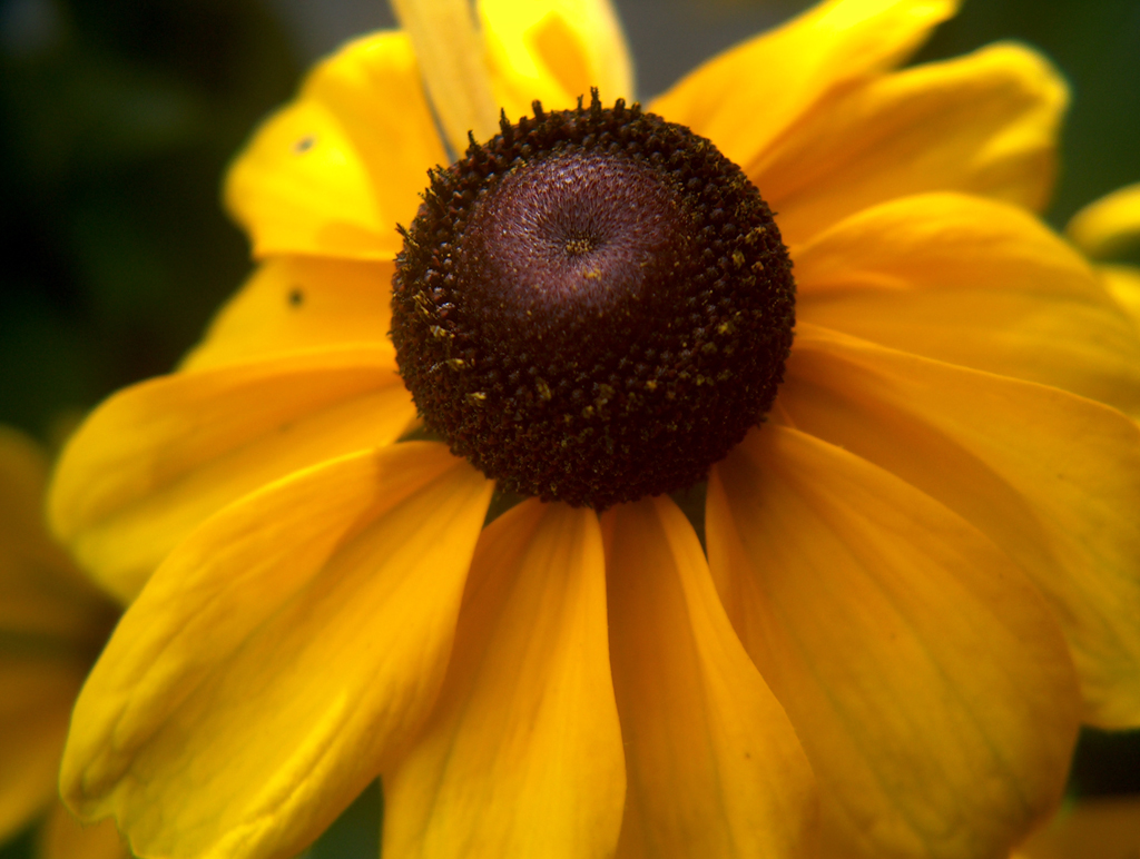 Garden - Brown ball