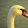 Swan 1