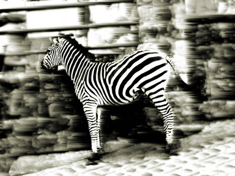 zebra....