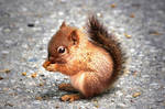 Red Pacifyer Squirrel by hyperwittlebunny