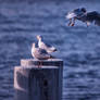 Seagulls 02