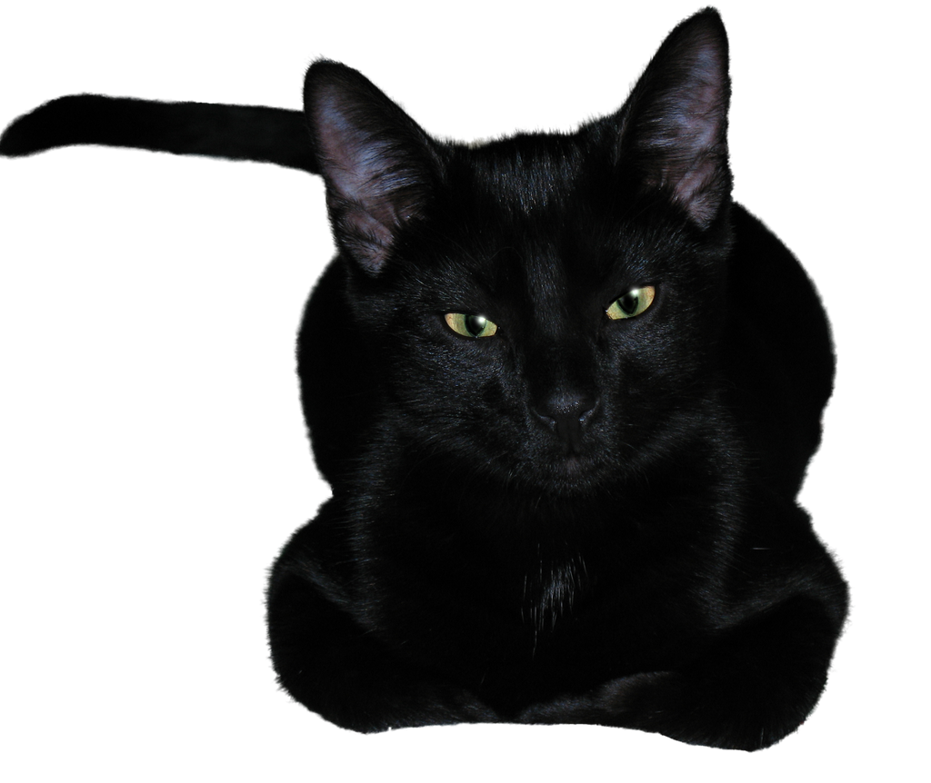 Cat icon (black). by Kostik64 on DeviantArt