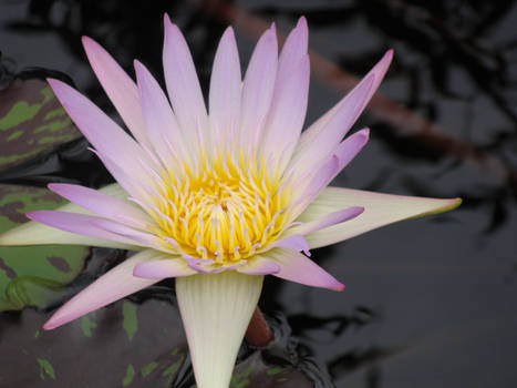 Water Lily