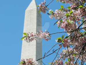 Washington Monument