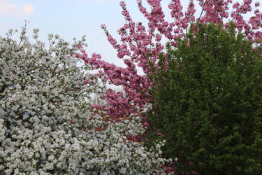 white pink and green