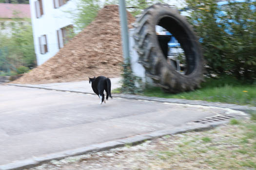 my cat with RedBull XD