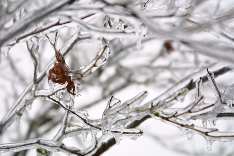 frozen maple leaf