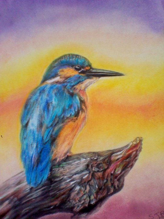 Kingfisher in the sunset