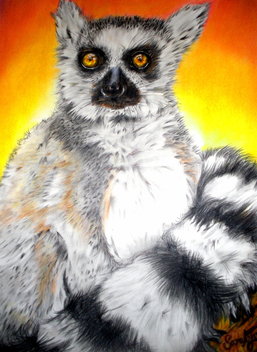 Lemur in the Sunrise