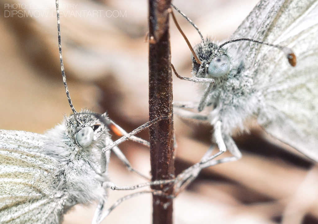 Cabbage butterflies