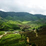 Tea Farm at Cameron Highland