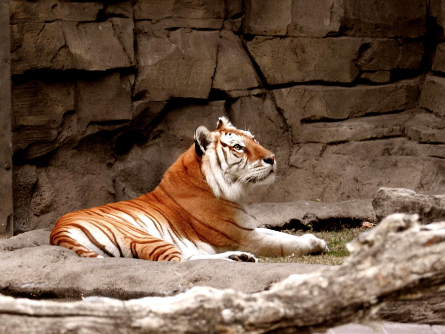 Tigr by MatthewShaul on DeviantArt