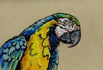 Parrot sketch by AgroTemp