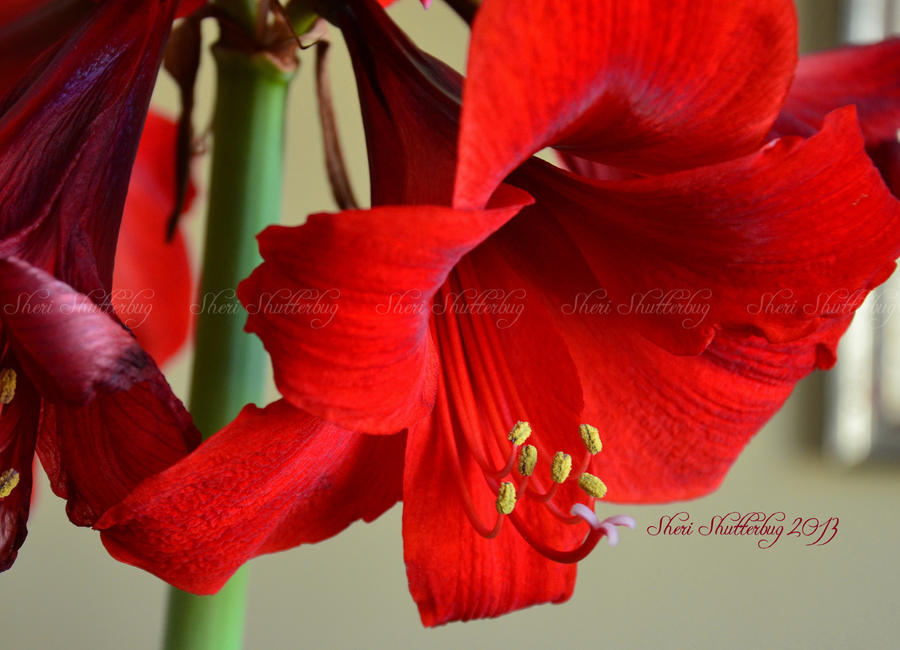 Lovely Amaryllis IV by Scooby777 Lovely Amaryllis IV by Scooby777