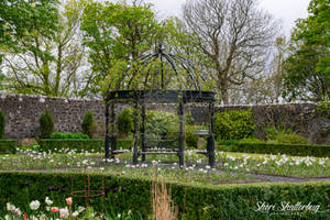 Dunvegan Castle Gardens VI