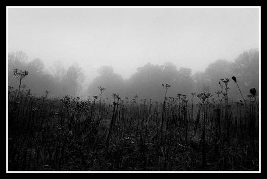 A field in the fog