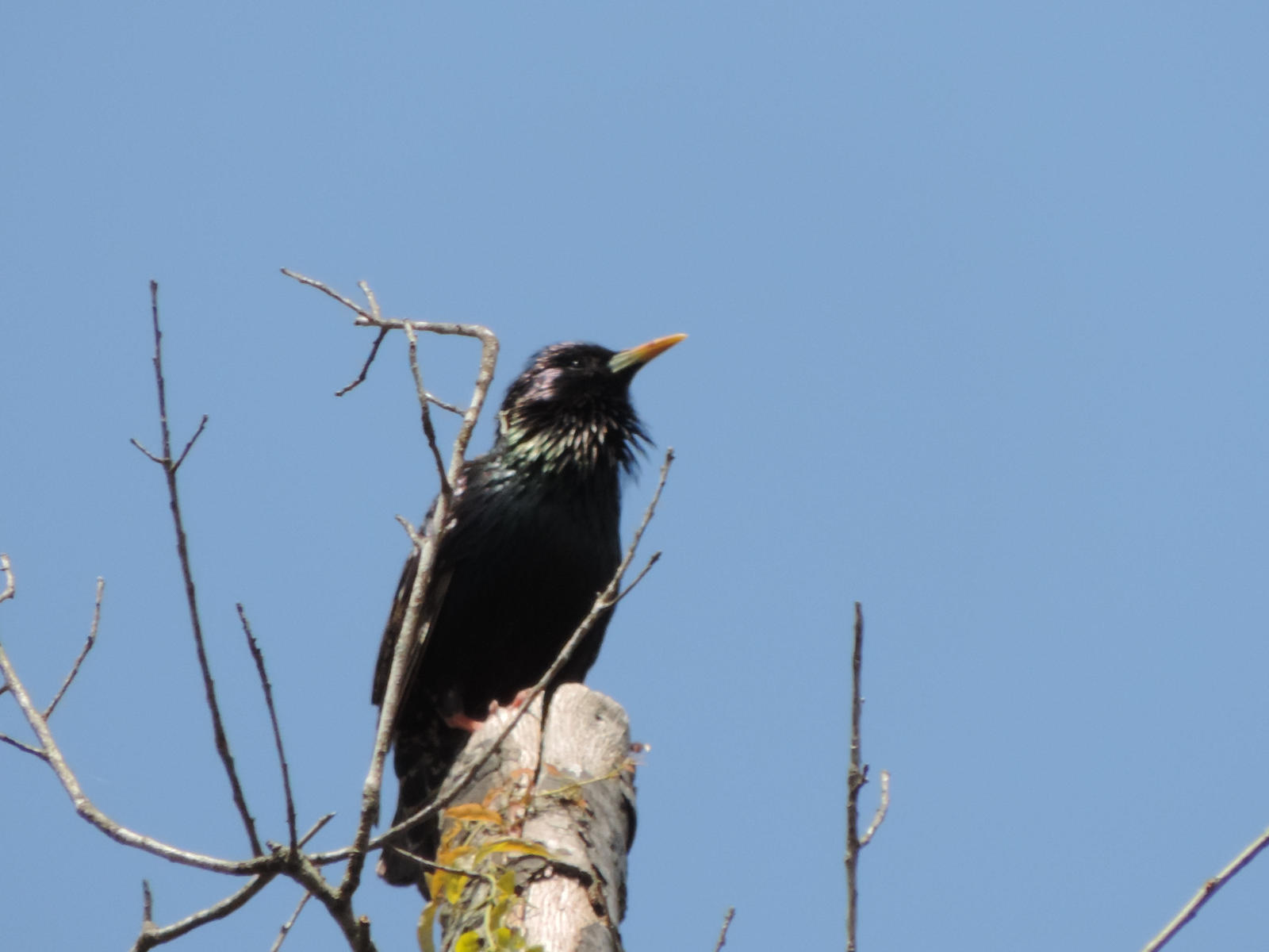 Black Bird Perched Atop II