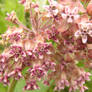 Milkweed Flower 2