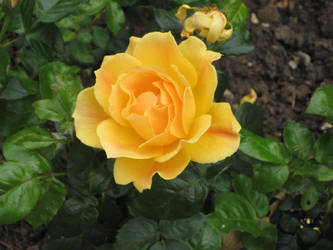 Yellow Rose