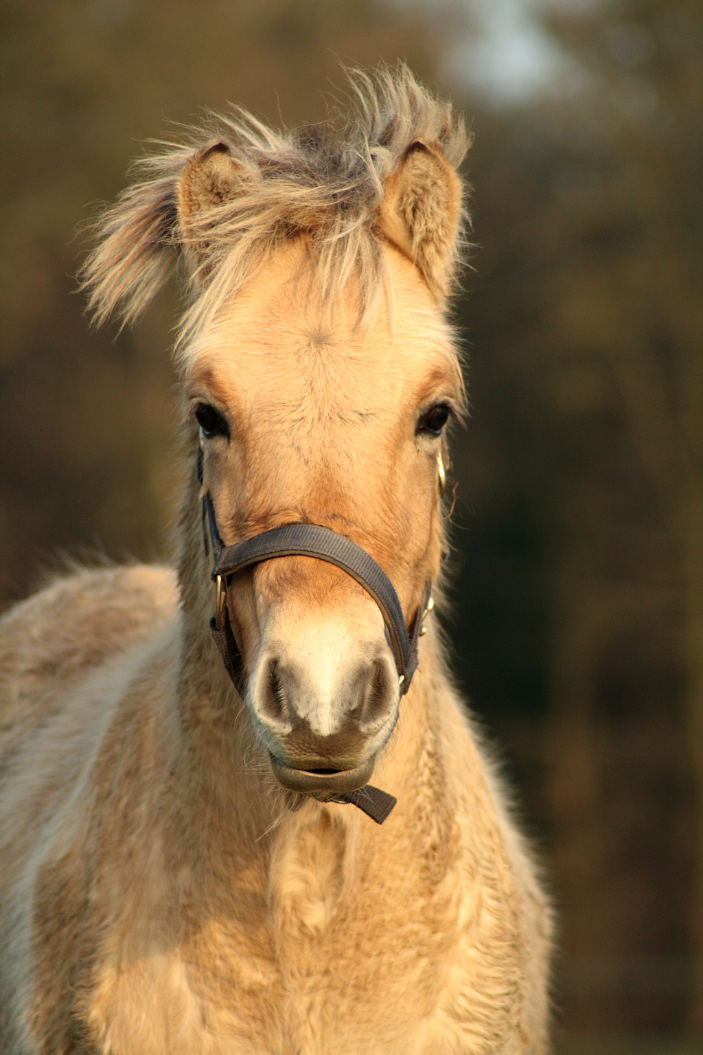 Fjord foal stock 2