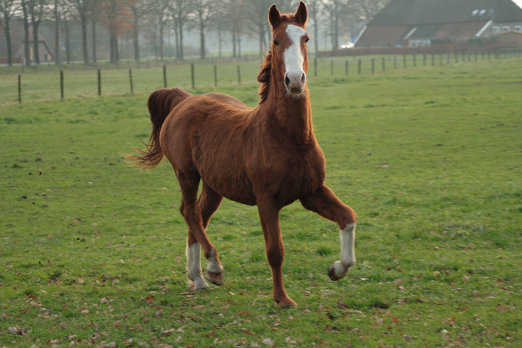 Chestnut pony stock 5