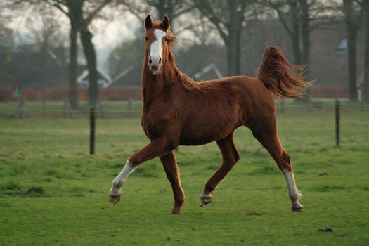 Chestnut pony stock 15