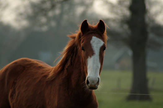 Chestnut pony stock 19