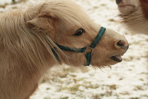 Shetland pony stock 2